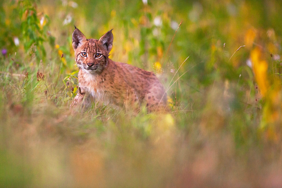 Jeune Lynx Boréal - 3 - © Guillaume FRANÇOIS