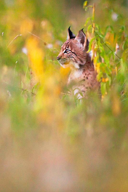 Jeune Lynx Boréal - 6 - © Guillaume FRANÇOIS