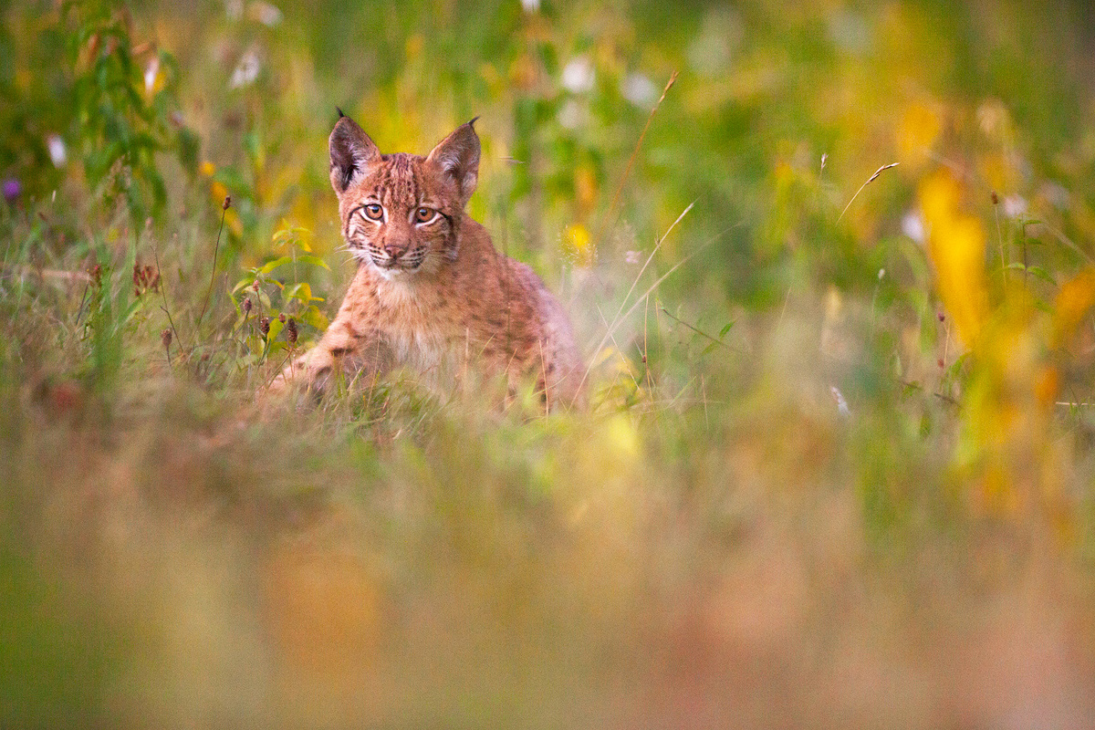 Jeune Lynx Boréal - 4 - © Guillaume FRANÇOIS