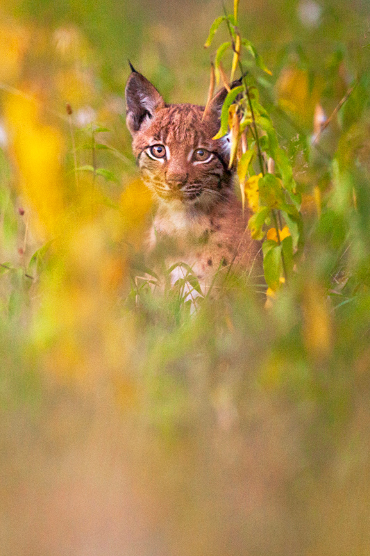 Jeune Lynx Boréal - 5 - © Guillaume FRANÇOIS