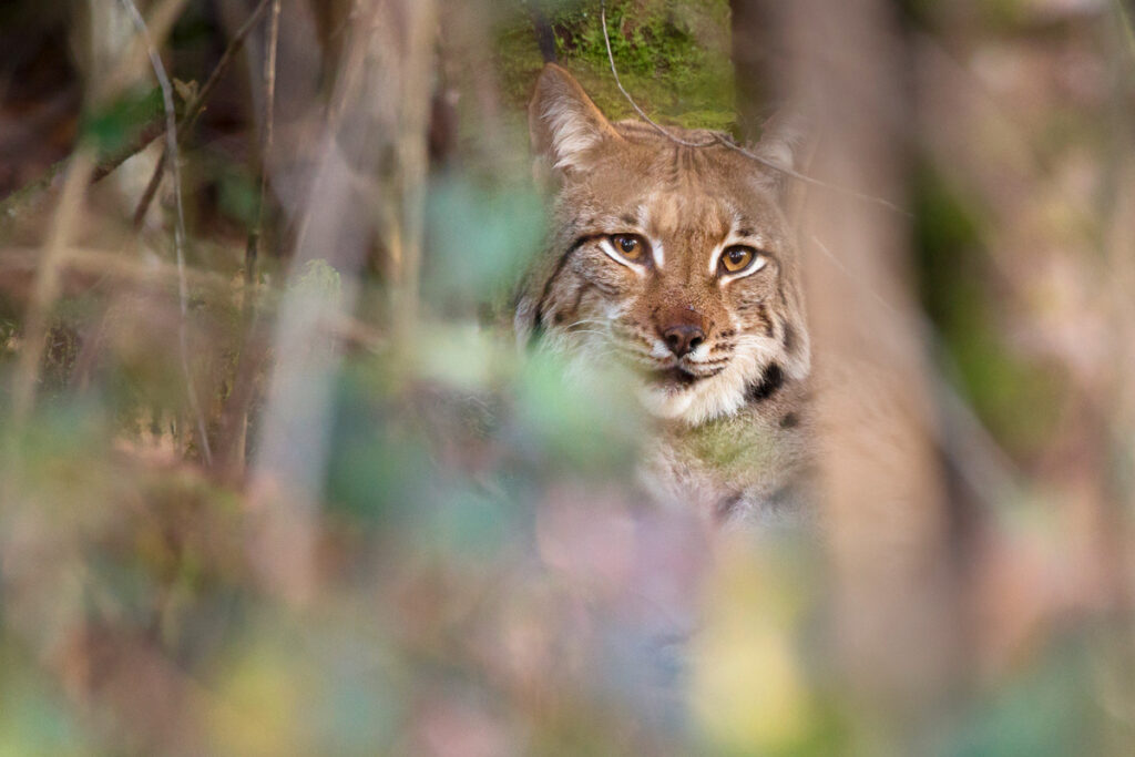 lynx-boreal-sauvage-guillaume-francois-photographe-nature-animalier-naturaliste