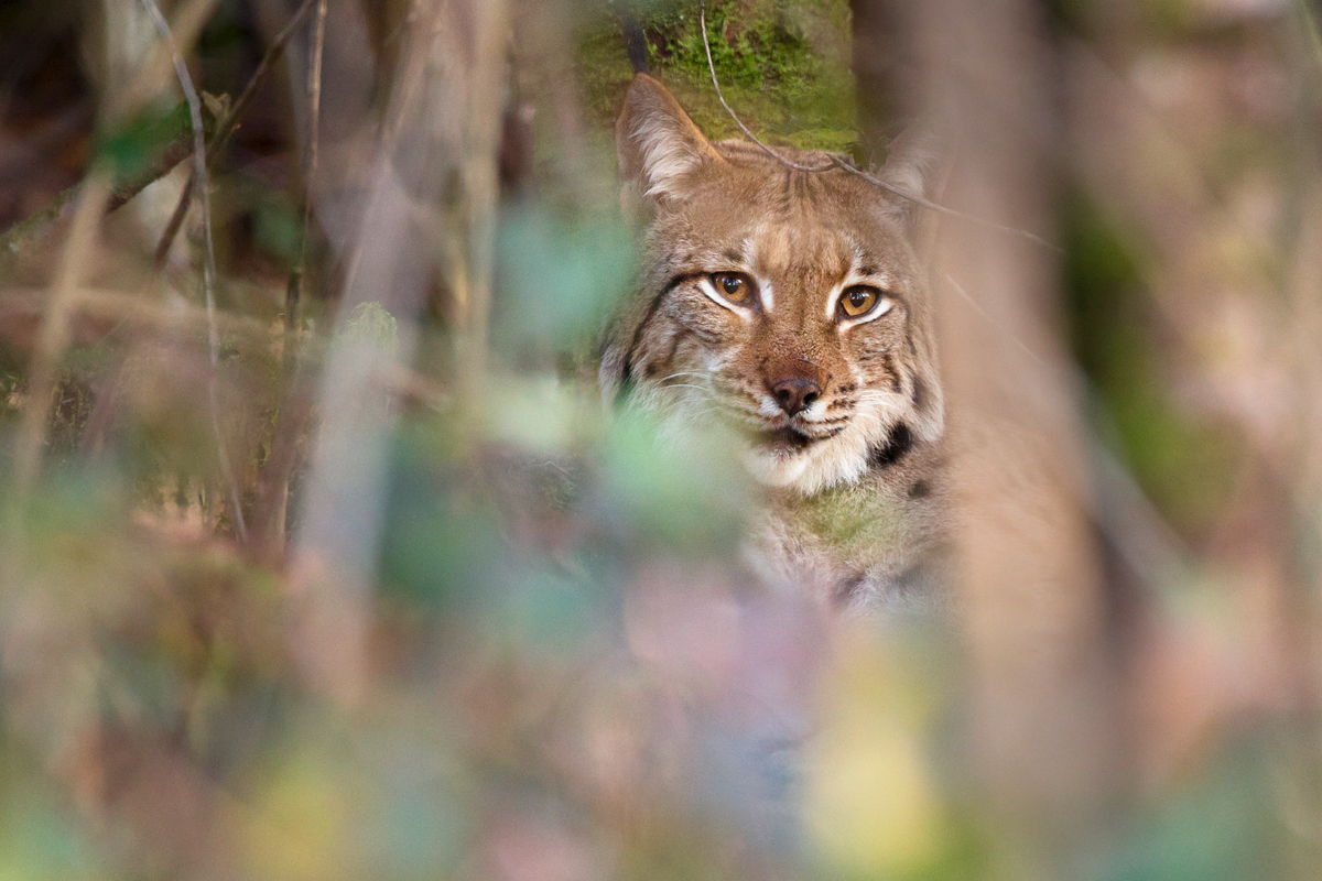 Lynx Boréal - 2 - © Guillaume FRANÇOIS