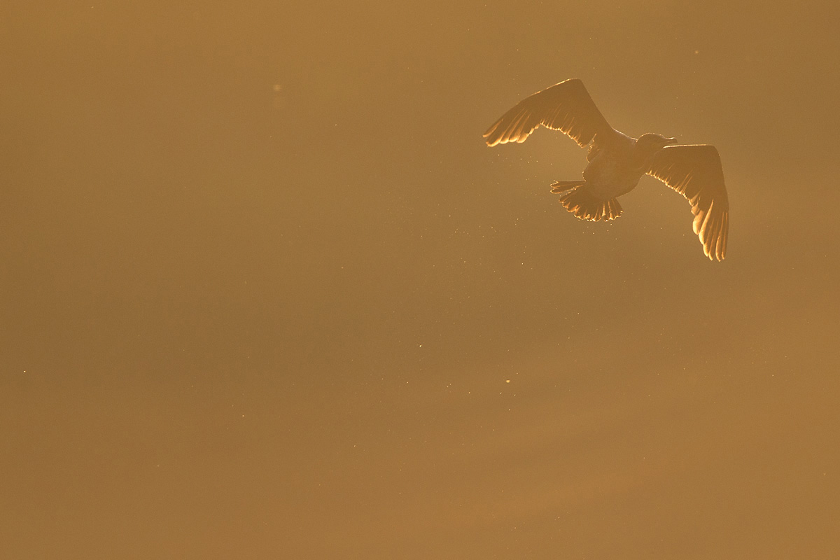 Grand cormoran - © Guillaume FRANÇOIS