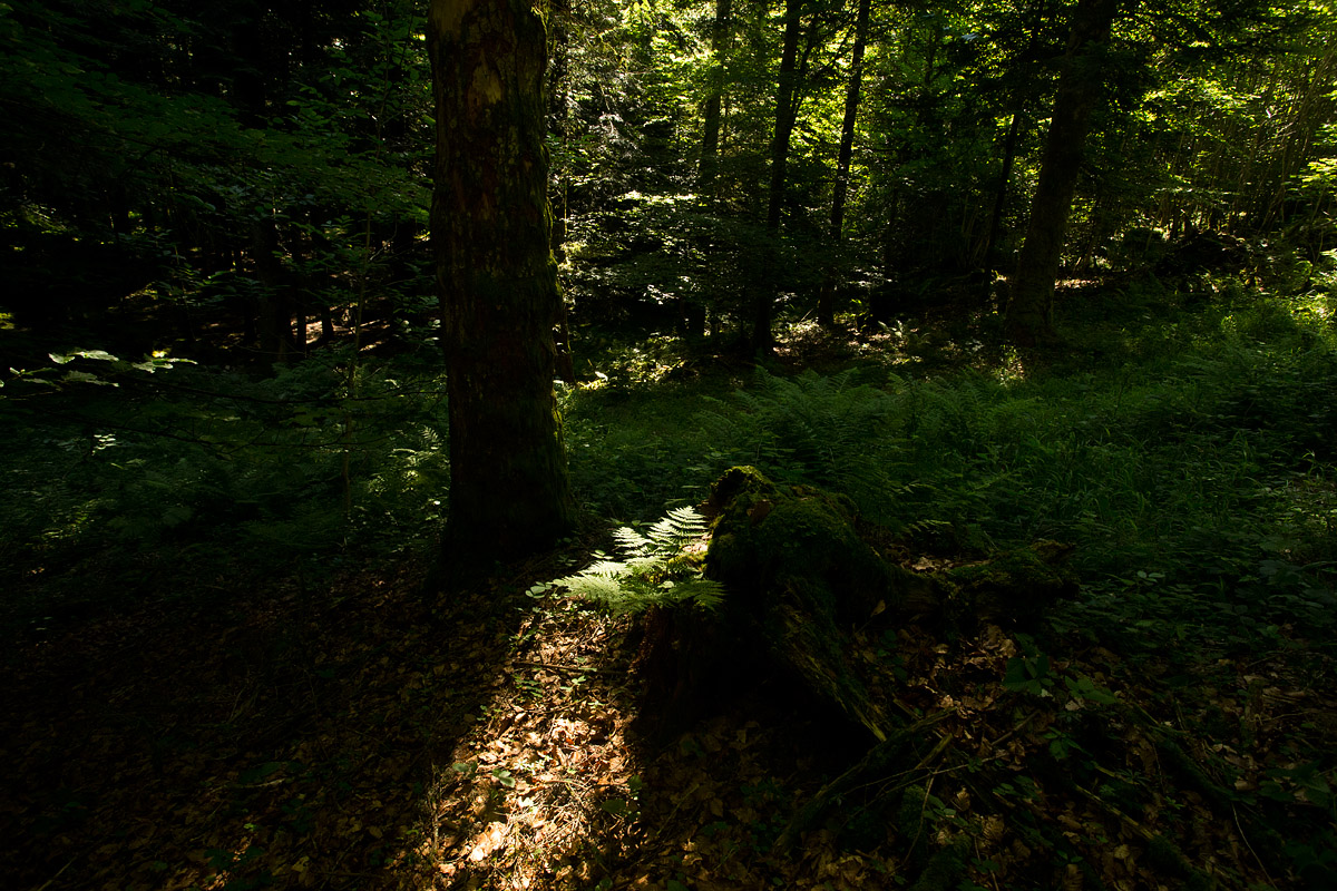 Forêt - 15 - © Guillaume FRANÇOIS