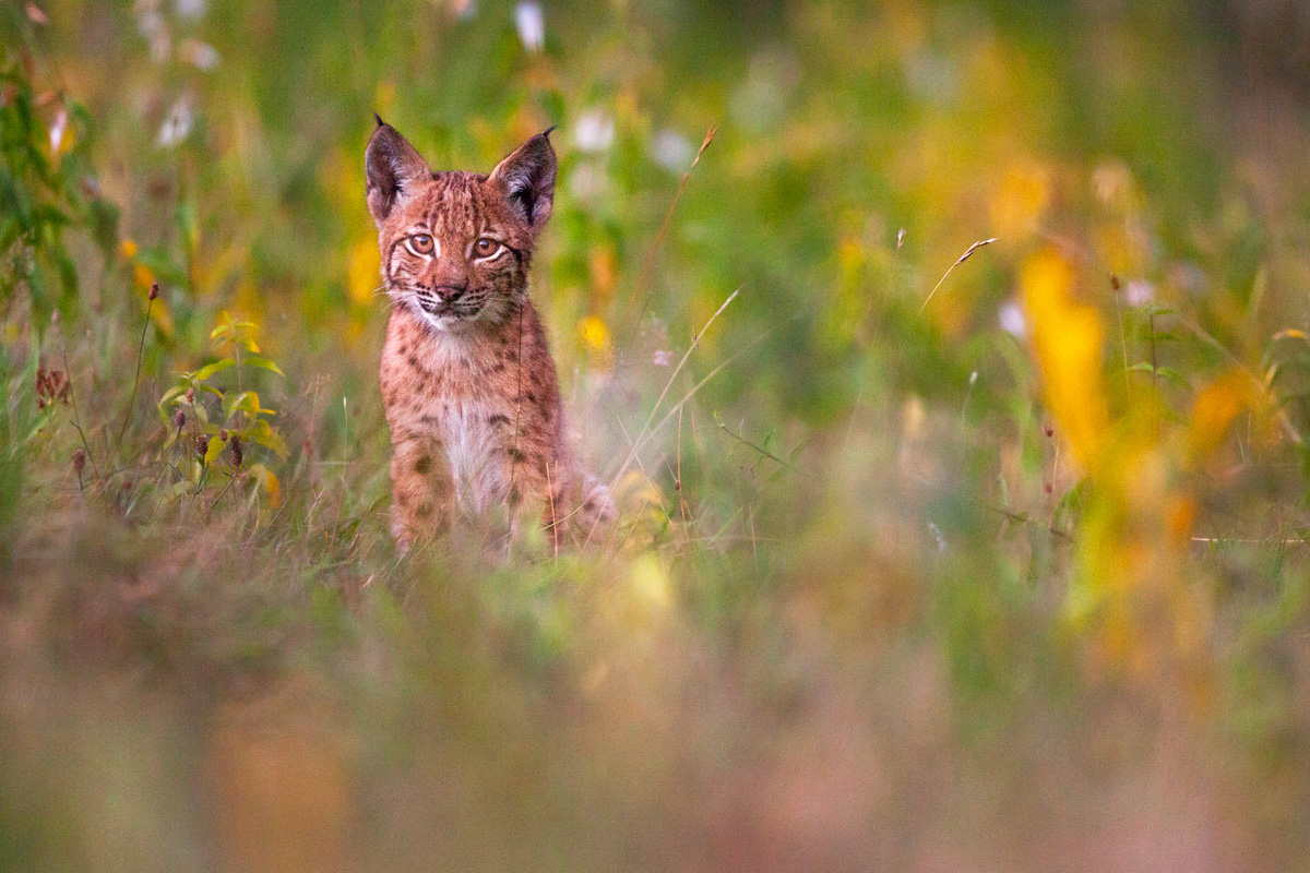 Jeune Lynx Boréal - 4 - © Guillaume FRANÇOIS