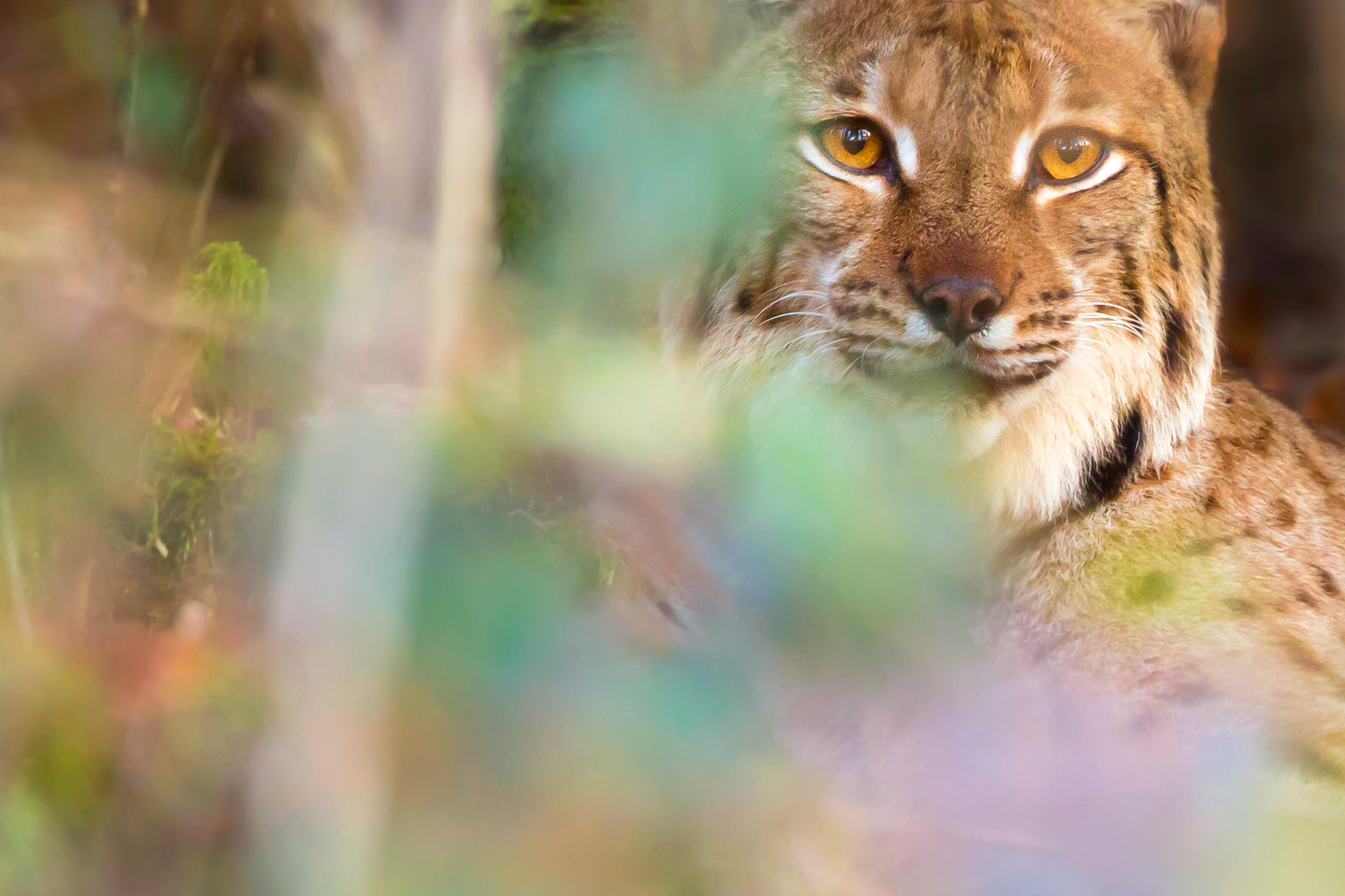 lynx-boreal-guillaume-francois-nature-sauvage-animalier-photographe-auteur-engage-nature