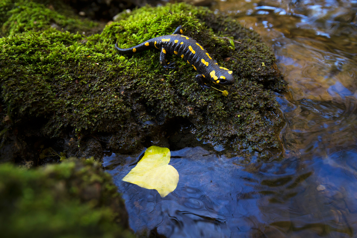 salamandre-guillaume-francois-photographe-nature-sauvage-animalier-naturaliste