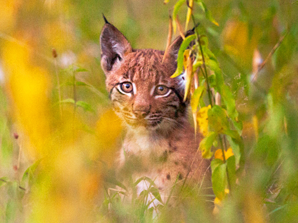 Jeune Lynx Boréal