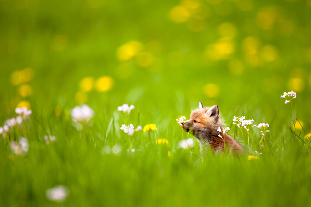 renardeau-dans-les-fleurs-guillaume-francois-photographe-nature-animalier