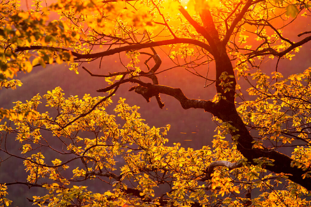 arbre-lumiere-guillaume-francois-photographe-nature-animalier-1024x683