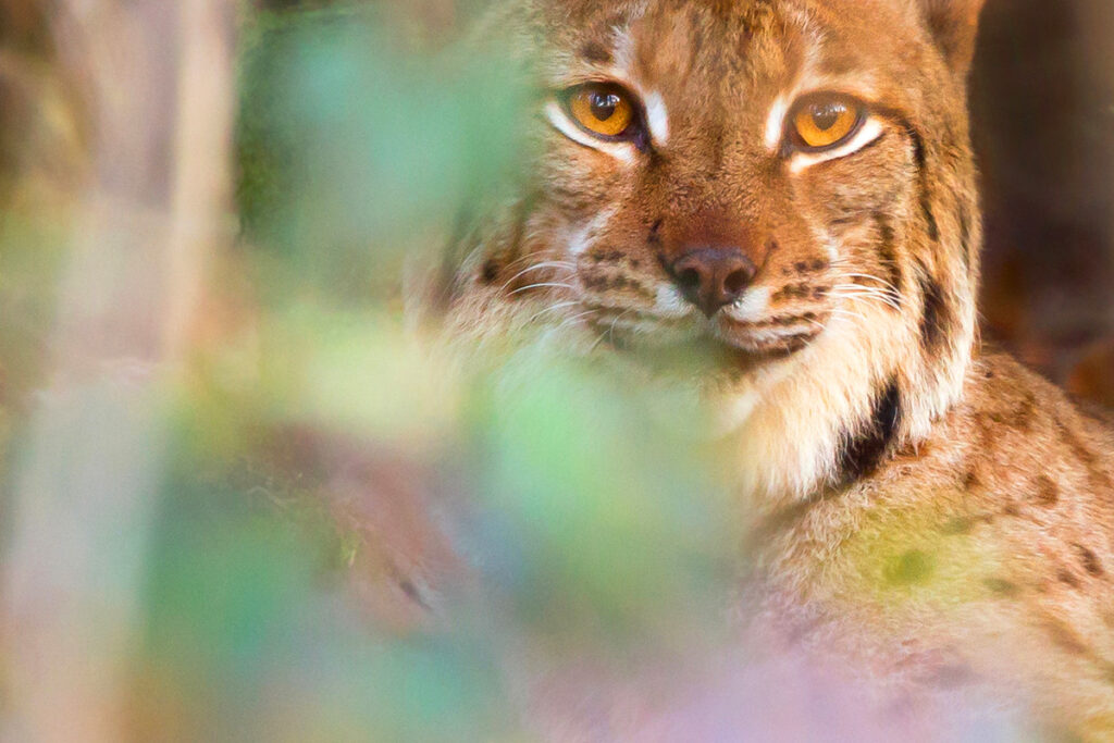 lynx-boreal-copyright-guillaume-francois